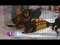 Tennessee Dachshund Rescue