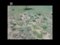 Download Lagu African greyhound hunting steenbok #iqhina #subscribe#abazingeli #amaphisi#batsumi#african hunters