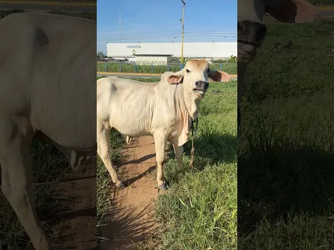 Se soltaron las vacas 🐄🏃🏻‍♂️😳 #viral #yosoydelos7mil #comedia