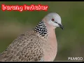 Download Lagu bunyi burung terkukur | ringtone | terkukur voice