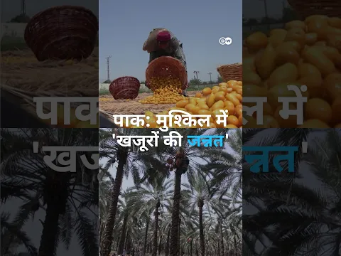 पाकिस्तान में खजूर उगाने वाले किसान मुश्किल में [Pakistan's date workers toil through rising heat]