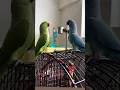 Download Lagu When Birds Know the Words, They Talk to Eachother