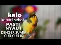 Download Lagu KALO KENARI SEHAT PASTI NYAUT BUNYI denger suara KENARI GACOR PANJANG Rol Rapat INI