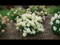 Plant Of The Day June 8 - June 14 Now 30 Off Proven Winners Plants