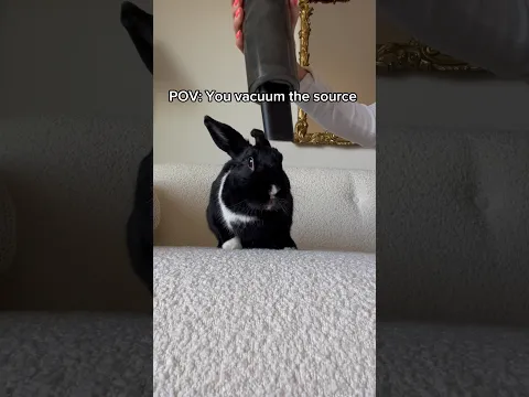 Why does my rabbit LOVE being vacuumed? 😳