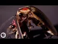 Download Lagu So ... Sometimes Fireflies Eat Other Fireflies | Deep Look
