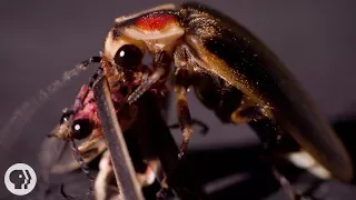 So Sometimes Fireflies Eat Other Fireflies Deep Look
