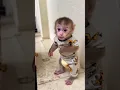 Anak monyet lucu | cute #funny #monkeysr #cute #babymonkeybobby