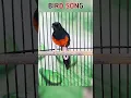 Download Lagu Mengungkap Bakat Vokal Tersembunyi Murai Batu #magpie #burung #magpie