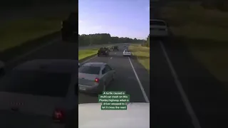 Driver braking for turtle causes multi-car accident in Florida