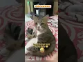 Download Lagu Mbul's uitdrukking van schaamte als hij zijn moeder #schattigekat #memes #grappig #grappig hoort ...