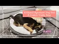 Kirkland Signature Dog Bed and Costco Teddy Bear German Shepherd Dog Review PlantSy Gucci
