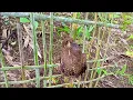 Download Lagu Amazing bamboo bird trap