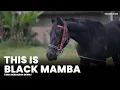 Download Lagu Wariskan Darah Juara! BLACK MAMBA Kuda Keturunan MOSHE \u0026 Black Caviar Mendarat di Prasasti Stable!