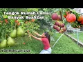 Download Lagu TOUR POHON BUAH DI RUMAH LAMA #vlog 2025