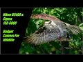 Nikon D3400 Sigma 150-600C Budget Camera For Wildlife Photography