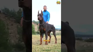 لماذا يتم قص ذيل ورفع أذني كلب الدوبرمان 