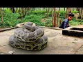 Download Lagu Anaconda Snake 3 in Real Life