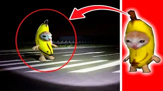 BANANA CAT Real Captados en Cámara