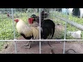 Gallos regular grey