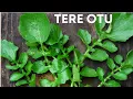 Download Lagu Yenilebilen Şifalı Bitki  Tere Otu Nedir? Nasıl Yenir? Faydaları Zararları Nelerdir? |Şifalı Otlar