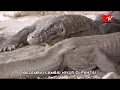 Download Lagu RAYUAN PULAU KELAPA CIPT: ISMAIL MARZUKI