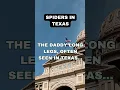 Spiders in Texas Facts