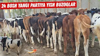😱‼️ 10 Million Boshlanib Qanchada Tugaydi ? MIRZO ULUG'BEK Ukamizdan Ishonarli Buzoqlar