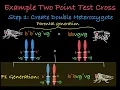 Two Point Test Cross Explained Determining the Distance Between Two Linked Genes