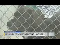 Scammers attacking lost pet owners in Indianapolis