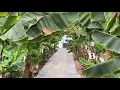 Banana plantation in Hiroshima JAPAN🍌🍌