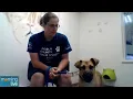 Adoptable Pets Lincoln County Humane Society