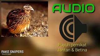 Download Suara pemikat puyuh hutan_ fake snipers MP3