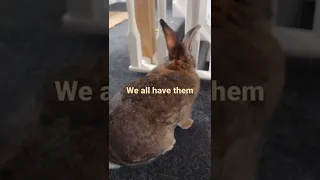 Bunny Had A Bad Day And Tells Me To Talk To The Butt  Bunny Had A Bad Day And Tells Me To Talk To The Butt