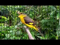 Download Lagu BURUNG MASTERAN GACOR,SPEK NGEPLONGNYA BAGUS.BUAT MASTERAN MURAI SANGAT PAS || MANTENAN GUNUNG
