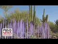 Glass artist Dale Chihuly s exhibit takes inspiration from Arizona s desert landscape
