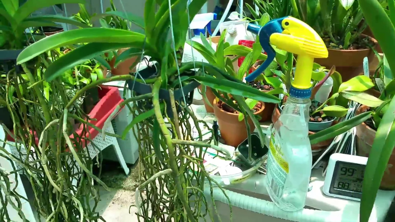HELLO FROM SOUTH FLORIDA WITH A VANDA ORCHID SURPRISE