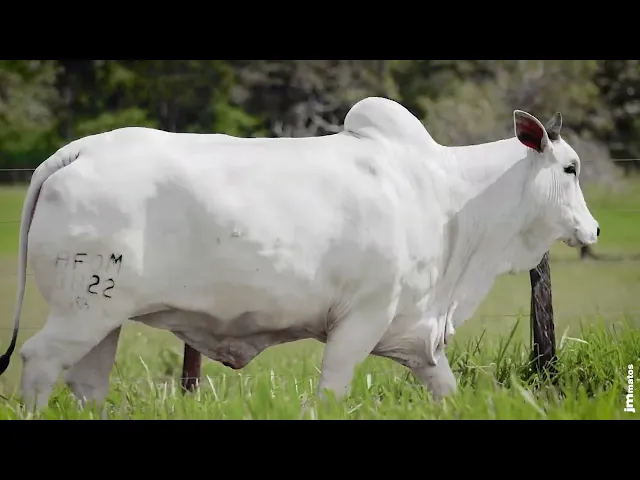 Matriz Nelore AFOM - 3822