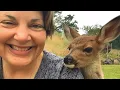 Lone baby deer asked a family for help Their response might surprise you