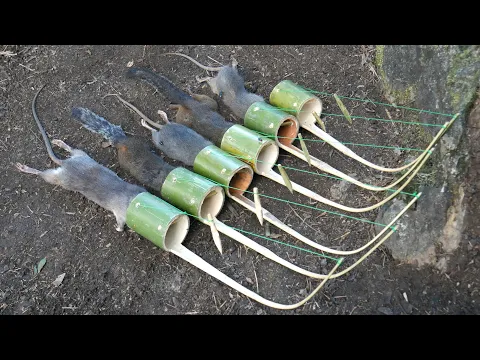 Download MP3 Wild Man: Create Amazing Bamboo Trap to Catch Rats and Squirrels in the forest