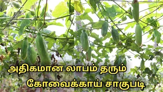 Download கோவைக்காய் சாகுபடி | coccinia grandis cultivation in tamil | ivy growd cultivation | uzhavan Magan MP3