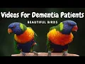 Beautiful Birds to Bring Joy and Calm to Dementia Patients