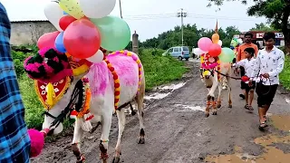 bail pola mahotsav full hd video 2020 parner bail pola 2020