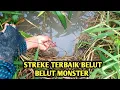 STREKE TERBAIK BELUT MONSTER RAWA | KOMPILASI MANCING BELUT