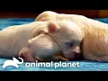 Puppy's Puppy's en MEER schattige puppy's | Te schattig! | Animal Planet