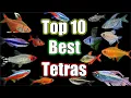 Top 10 BEST Tetras in The World