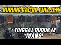 Download Lagu DUDUK MANIS LANGSUNG DAPET BURUNG GACOR FULLSET! ENAK BANGET HIDUPNYA!