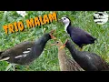 Download Lagu Suara pikat burung Sawah/Rawa malam