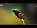 Download Lagu Suara Alam Kolibri - Suara Burung yang Menenangkan untuk Tidur - Kicauan Burung yang Menenangkan
