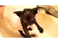 Tiny Kitten s First Bath - Cole and Marmalade